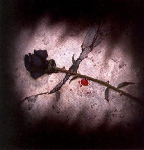 black rose.jpg